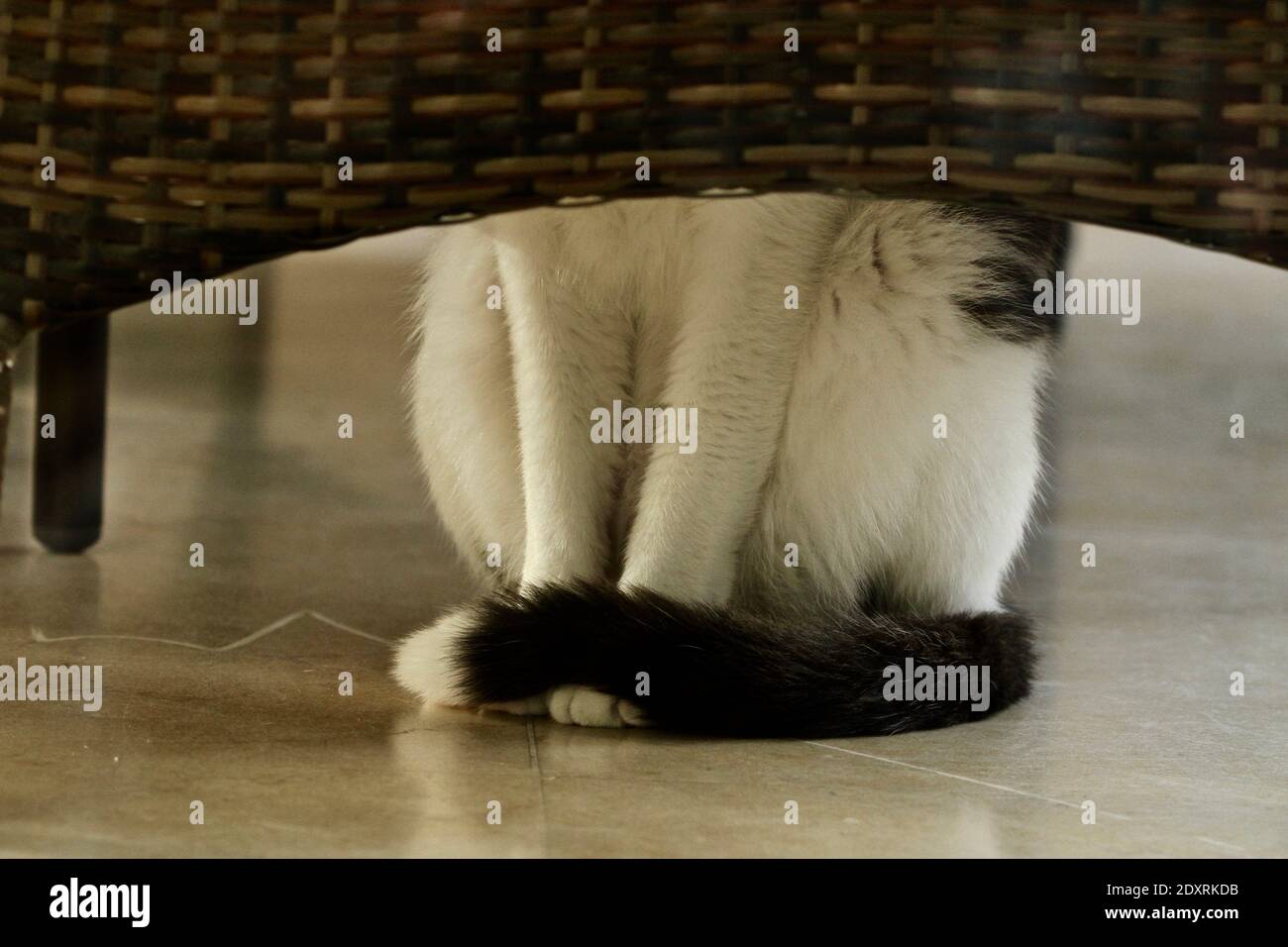 Cat hiding chair hires stock photography and images Alamy