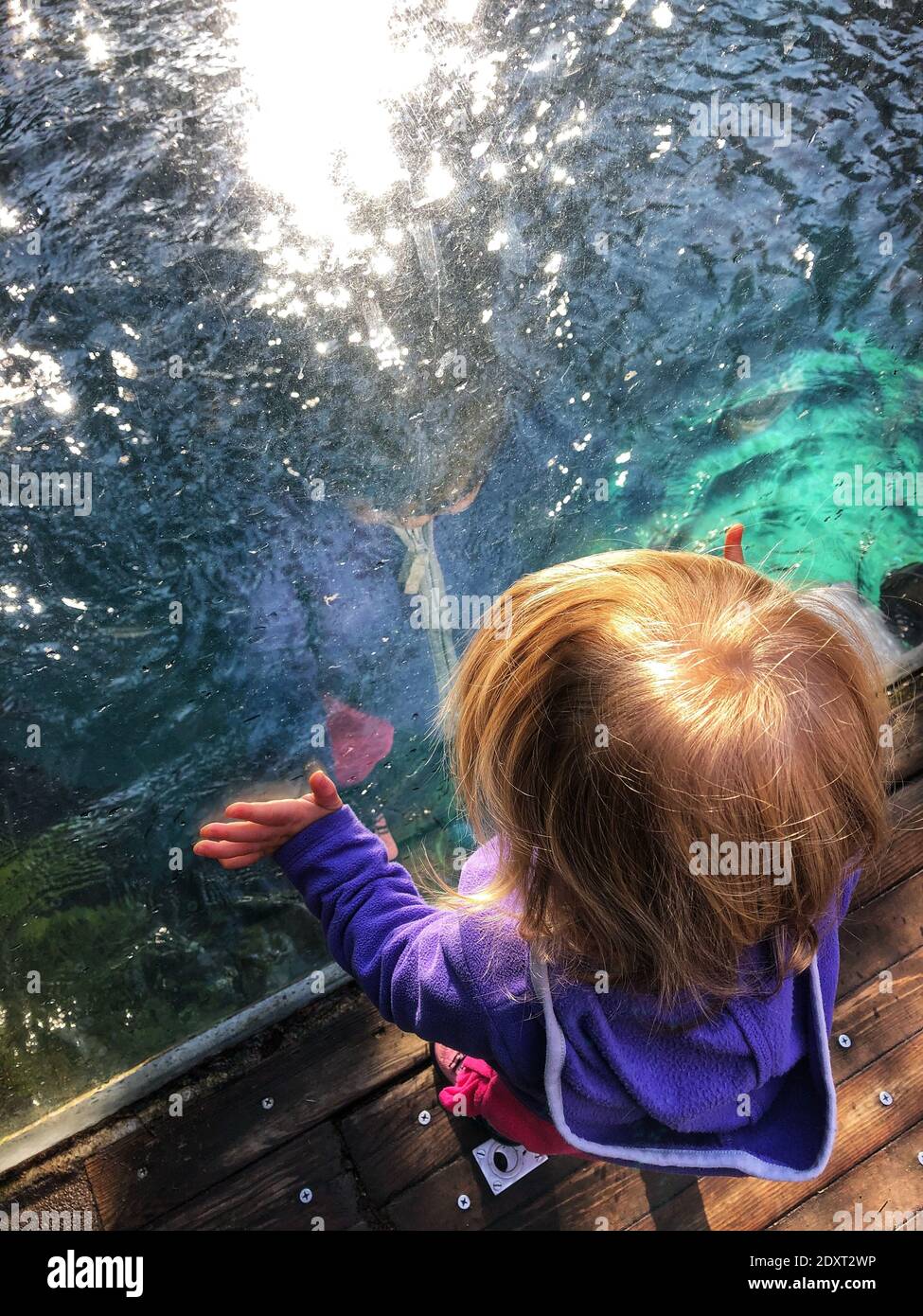 High Angle View Of Girl Looking At Aquarium Stock Photo