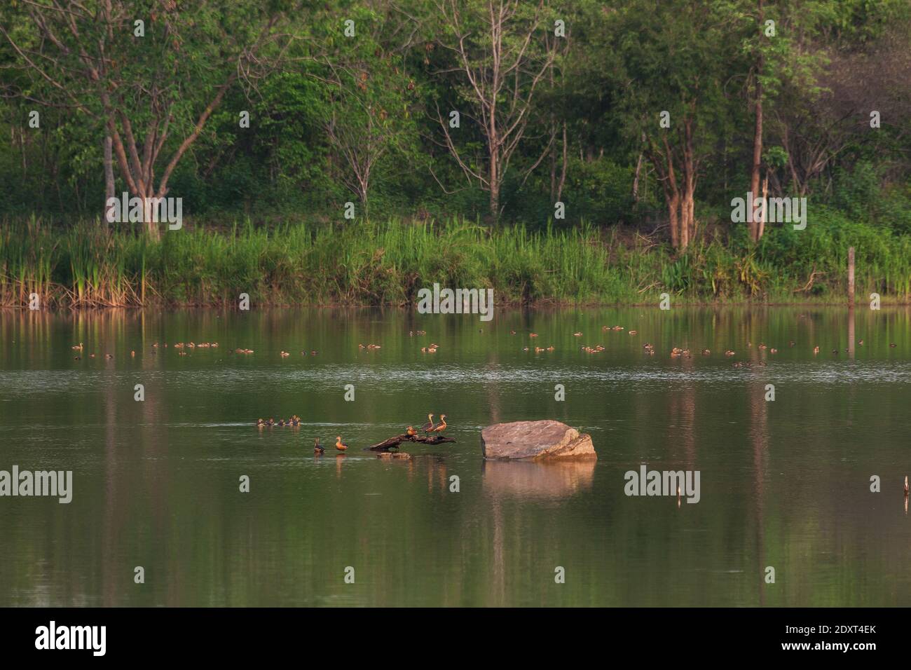 beautiful group of Lesser Whistling Duck on lake life and environment of rainforest nature background Stock Photo