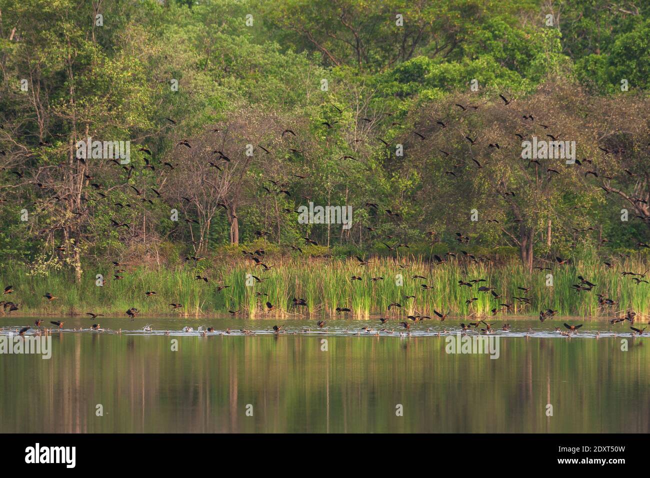 beautiful group of Lesser Whistling Duck on lake life and environment of rainforest nature background Stock Photo