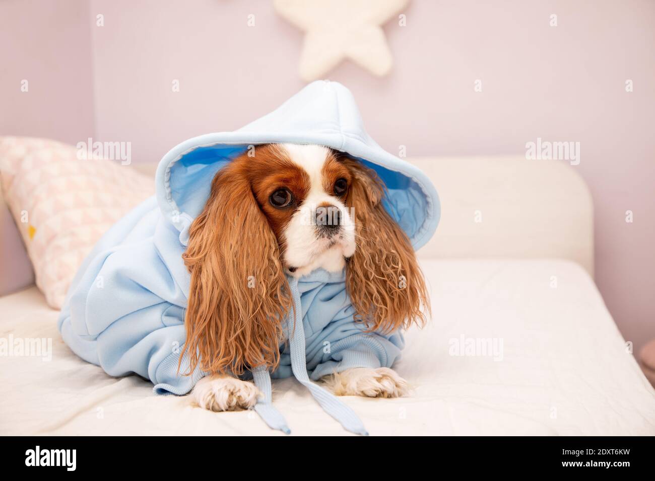 Pet dog Cavalier King Charles Spaniel in blue hoodie clothes on the bed in the bedroom. Cute mammal clothing concept. Close-up photo Stock Photo