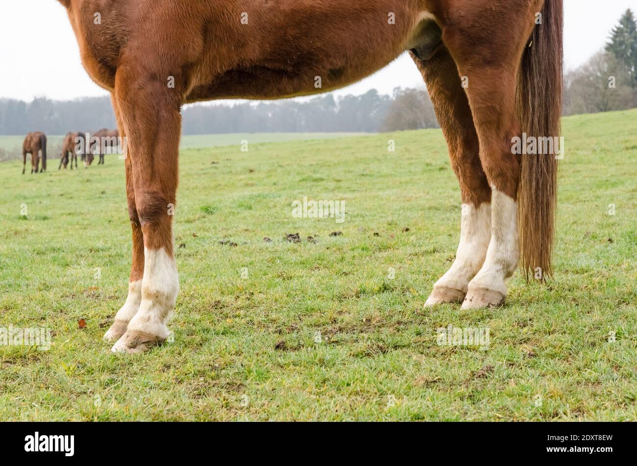 Horse Standing On Hind Legs High Resolution Stock Photography and