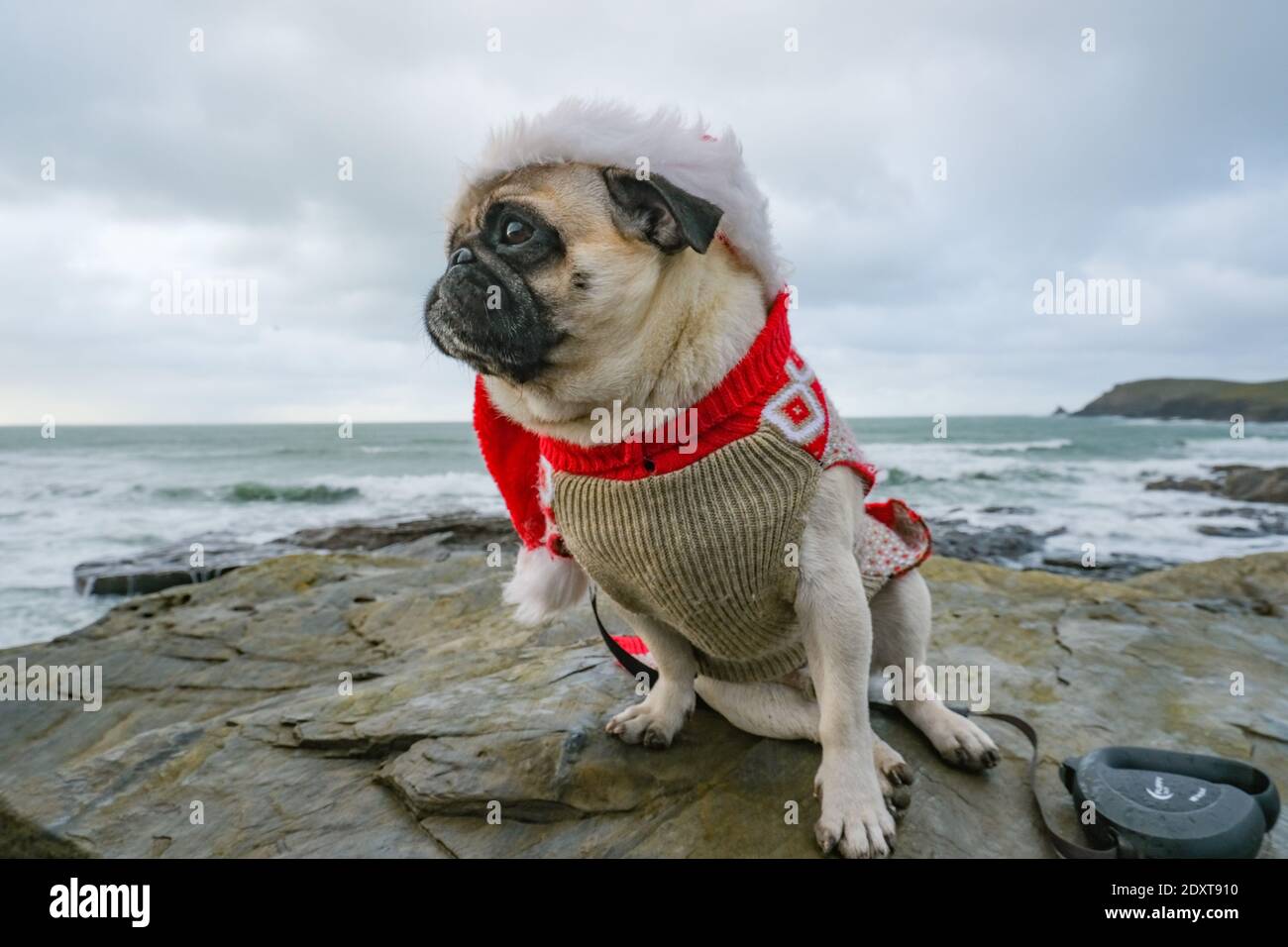 Booby's Bay, near Padstow, Cornwall, UK. 24th December 2020. UK Weather. Dennis the pug out for a walk in his santa outfit on Xmas eve. on a very windy, cold and wet north Cornwall coast. Credit Simon Maycock / Alamy Live News. Stock Photo