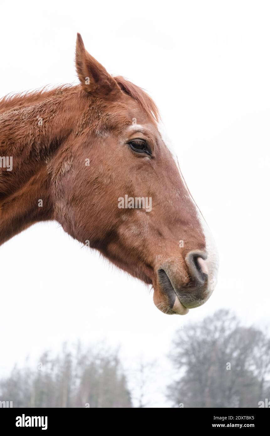 Portrait of a domestic brown horse (Equus ferus caballus), frontal view, looking directly in the camera, in the countryside, Germany, Western Europe Stock Photo