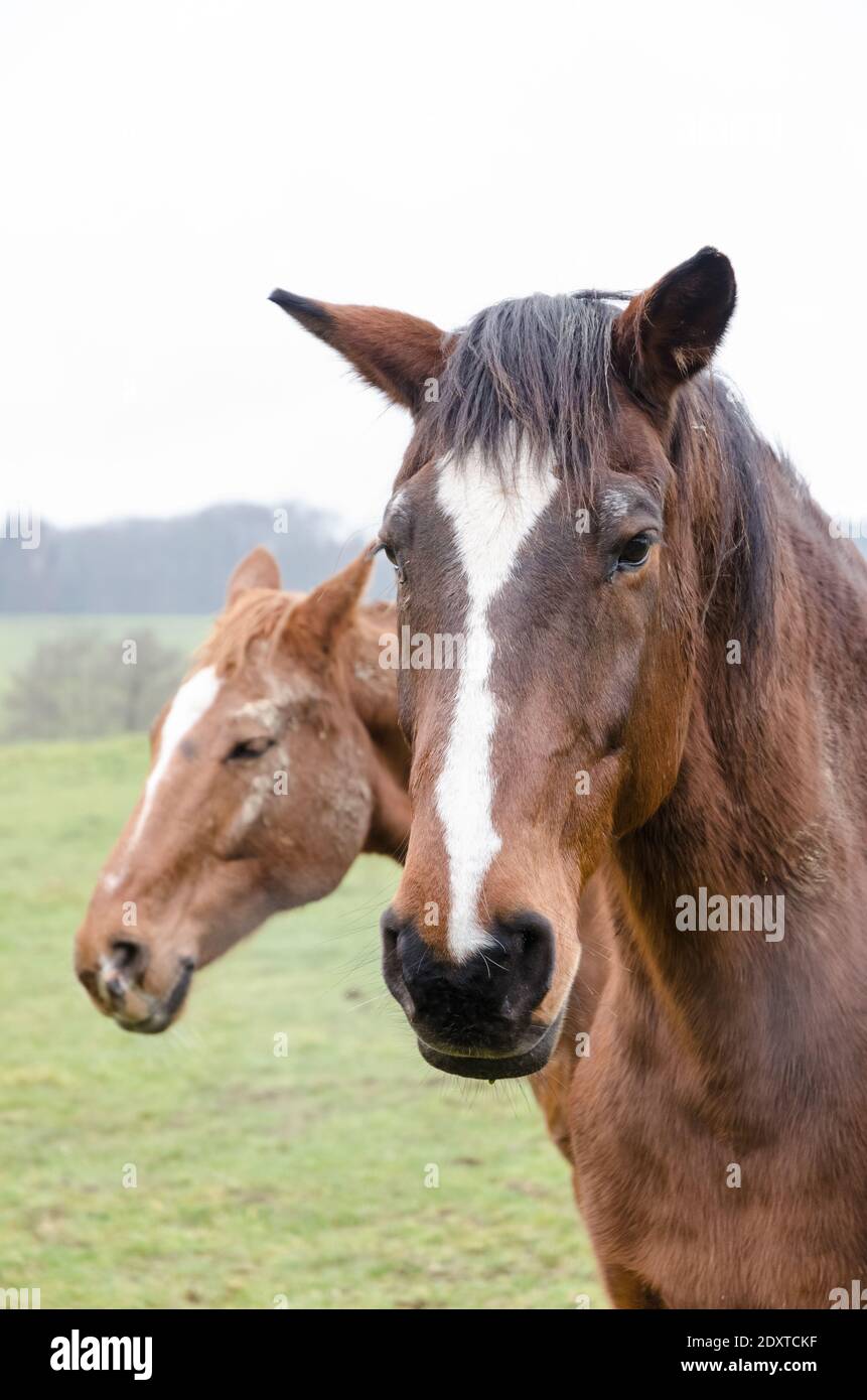Portrait of a domestic brown horse (Equus ferus caballus), frontal view, looking directly in the camera, in the countryside, Germany, Western Europe Stock Photo