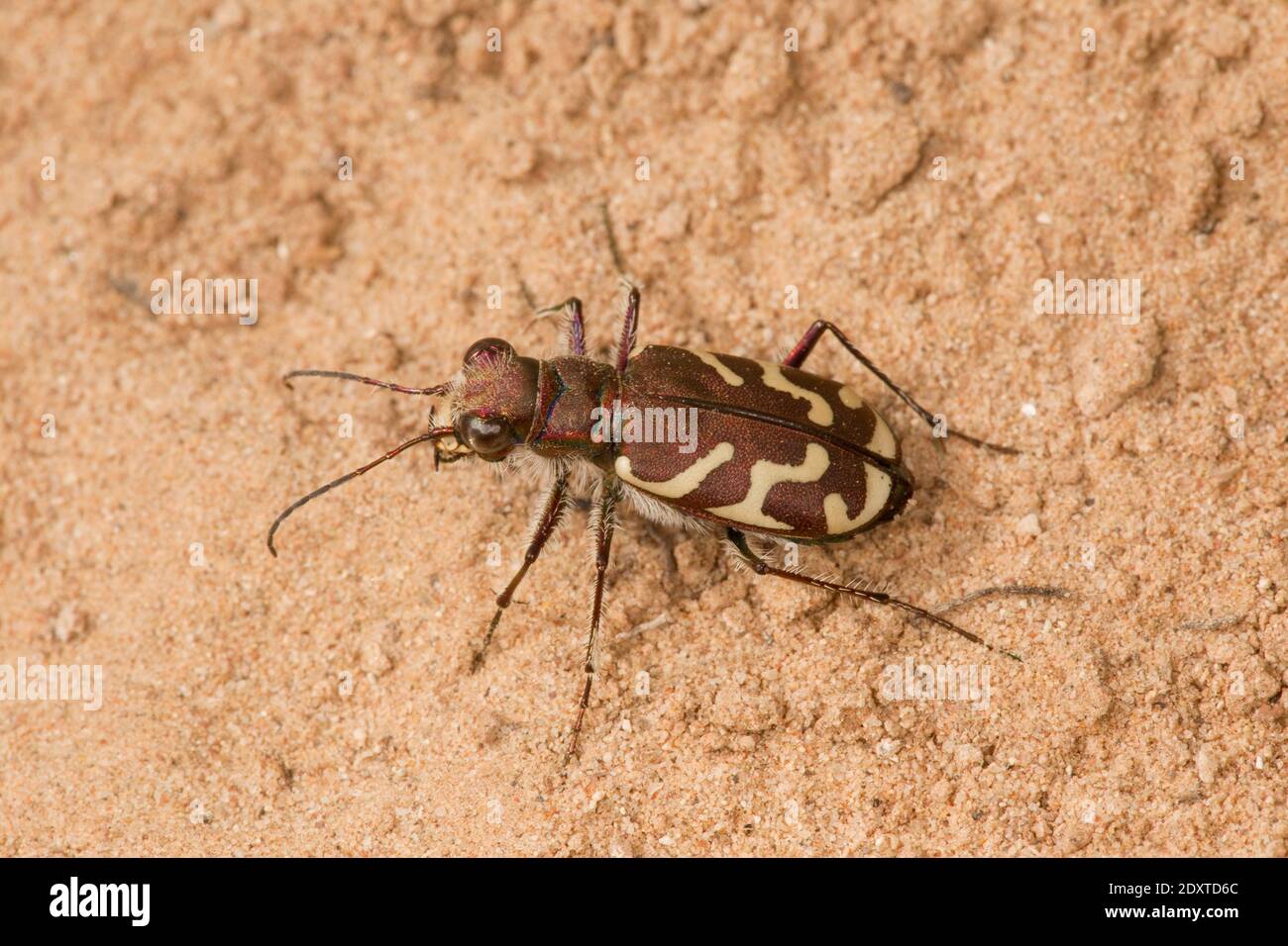 Oblique-lined Tiger Beetle, Cicindela tranquebarica, Cicindelinae, Carabidae. Stock Photo