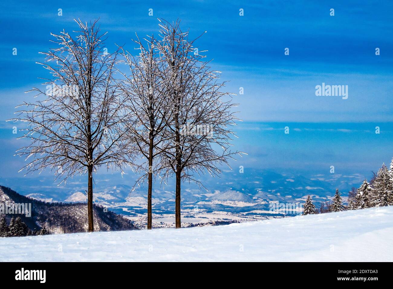 Bare Trees On Snow Covered Landscape Against Blue Sky Stock Photo