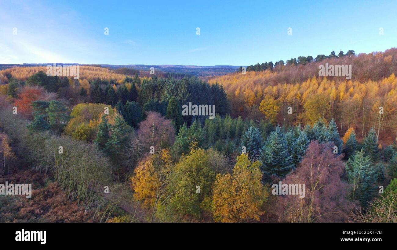 Scenic View Of Forest During Autumn Stock Photo
