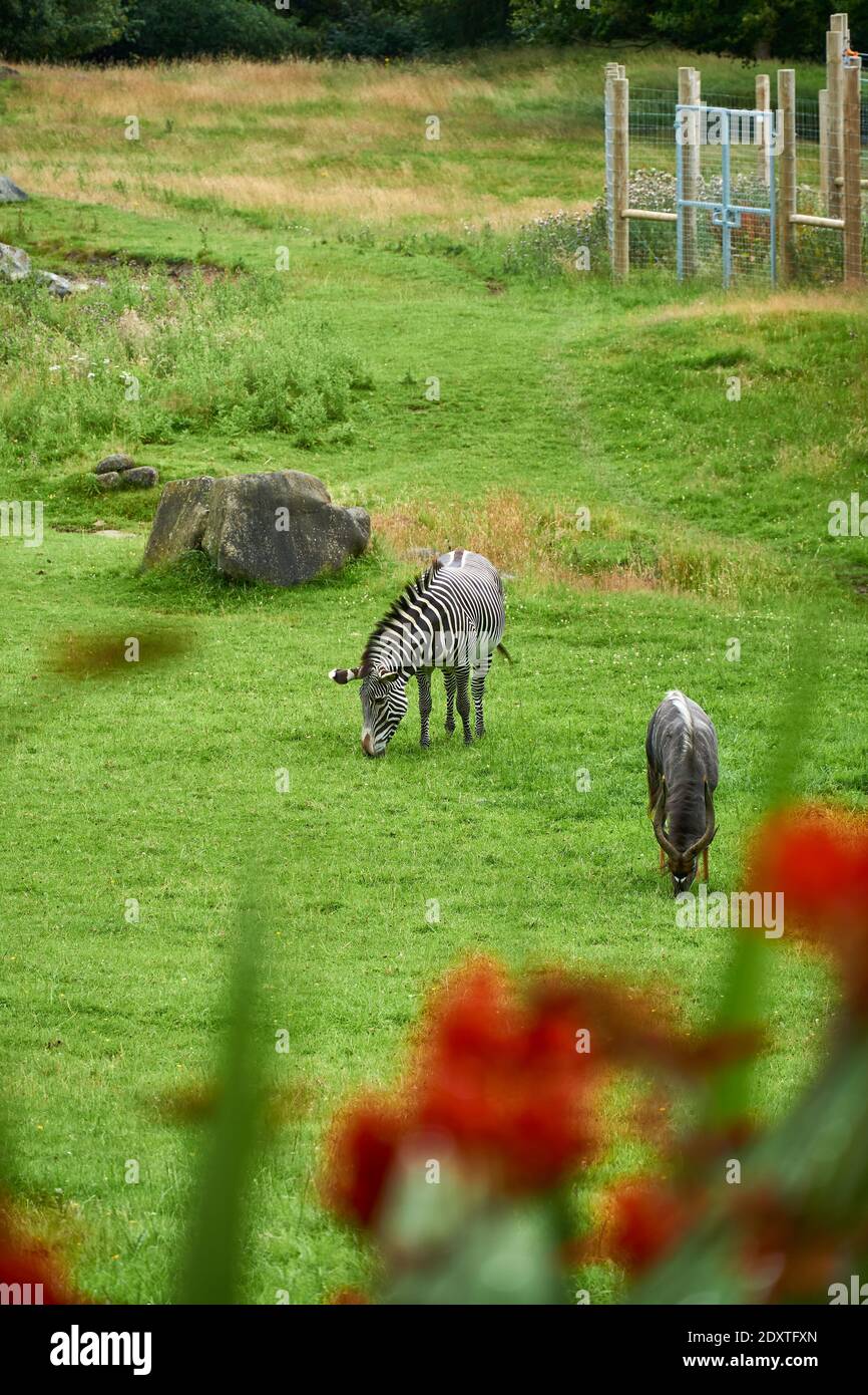 Zebras grazing in a field in RZSS Edinburgh Zoo, Scotland, UK Stock Photo