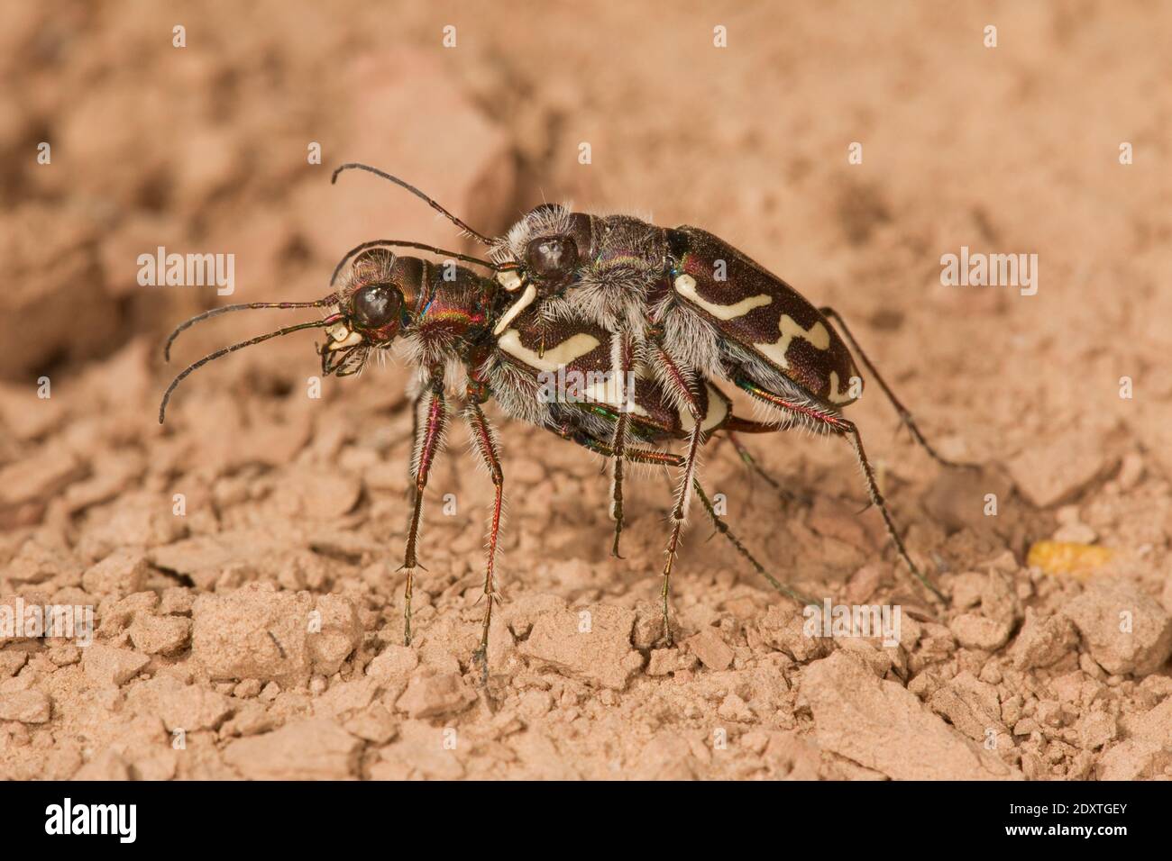 Oblique-lined Tiger Beetle male and female mating, Cicindela tranquebarica, Cicindelinae, Carabidae. Stock Photo