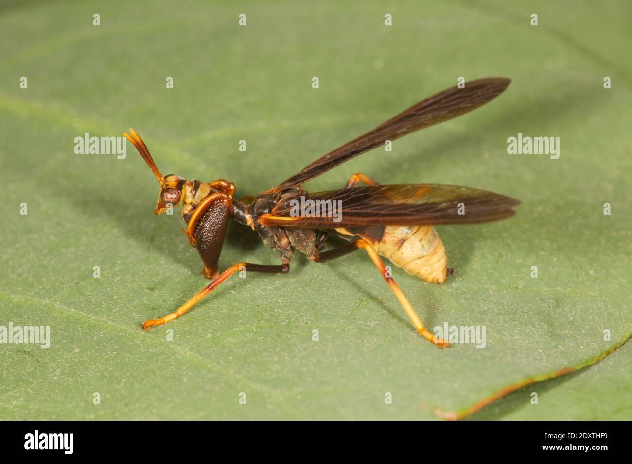 Wasp Mantidfly, Climaciella brunnea, Mantidae. Stock Photo