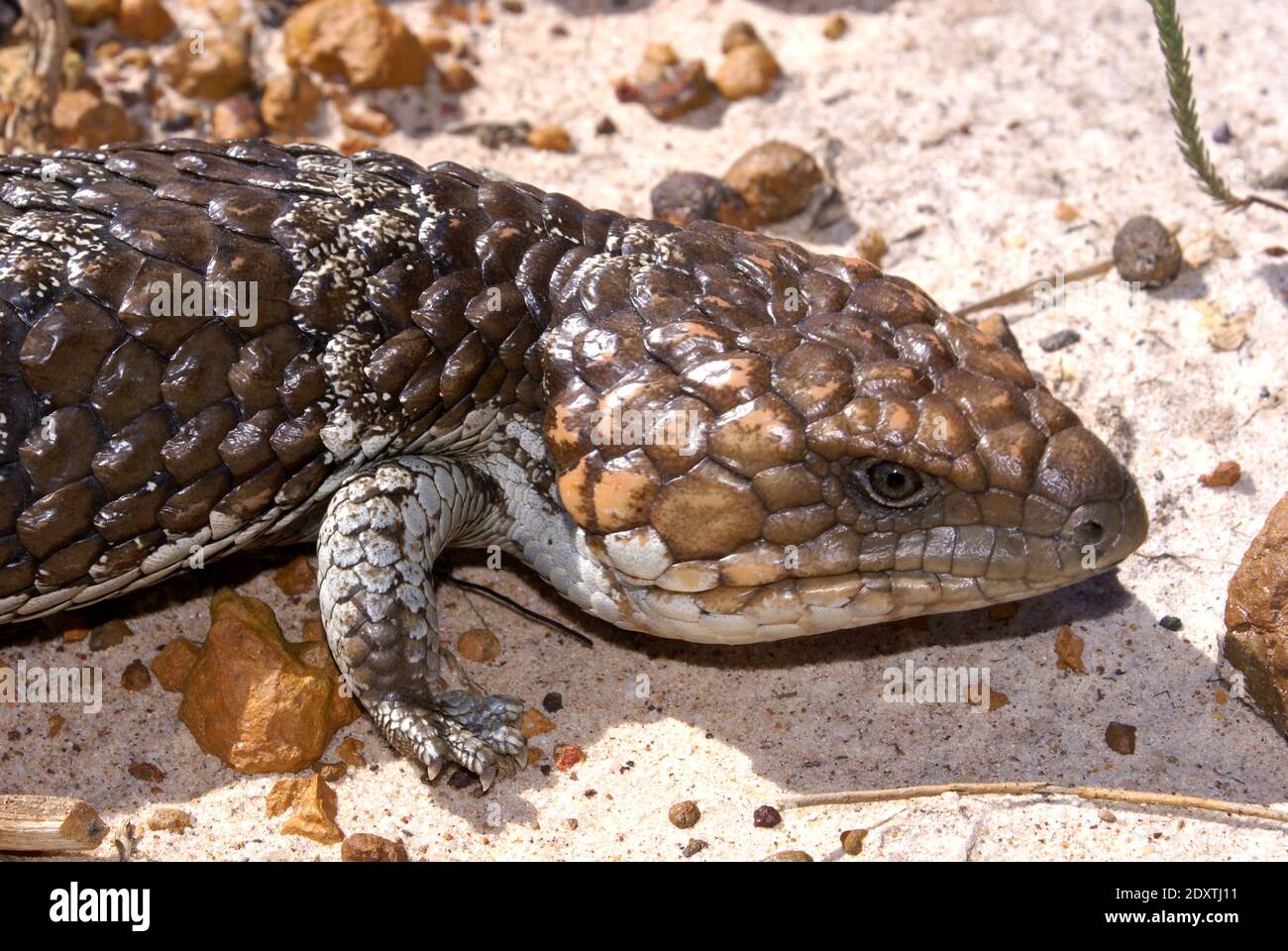 Head of Tiliqua rugosa, the western shingleback or bobtail lizard, on