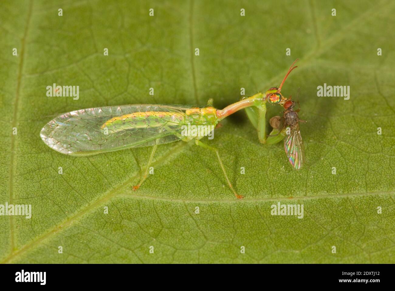 Green Mantisfly, Zeugomantispa minuta, Mantispidae. Body Length 15 mm. Feeding on fly. Stock Photo
