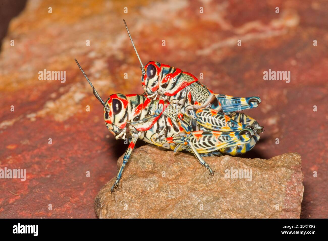 Rainbow Grasshopper male and female mating, Dactylotum bicolor, Acrididae. Stock Photo