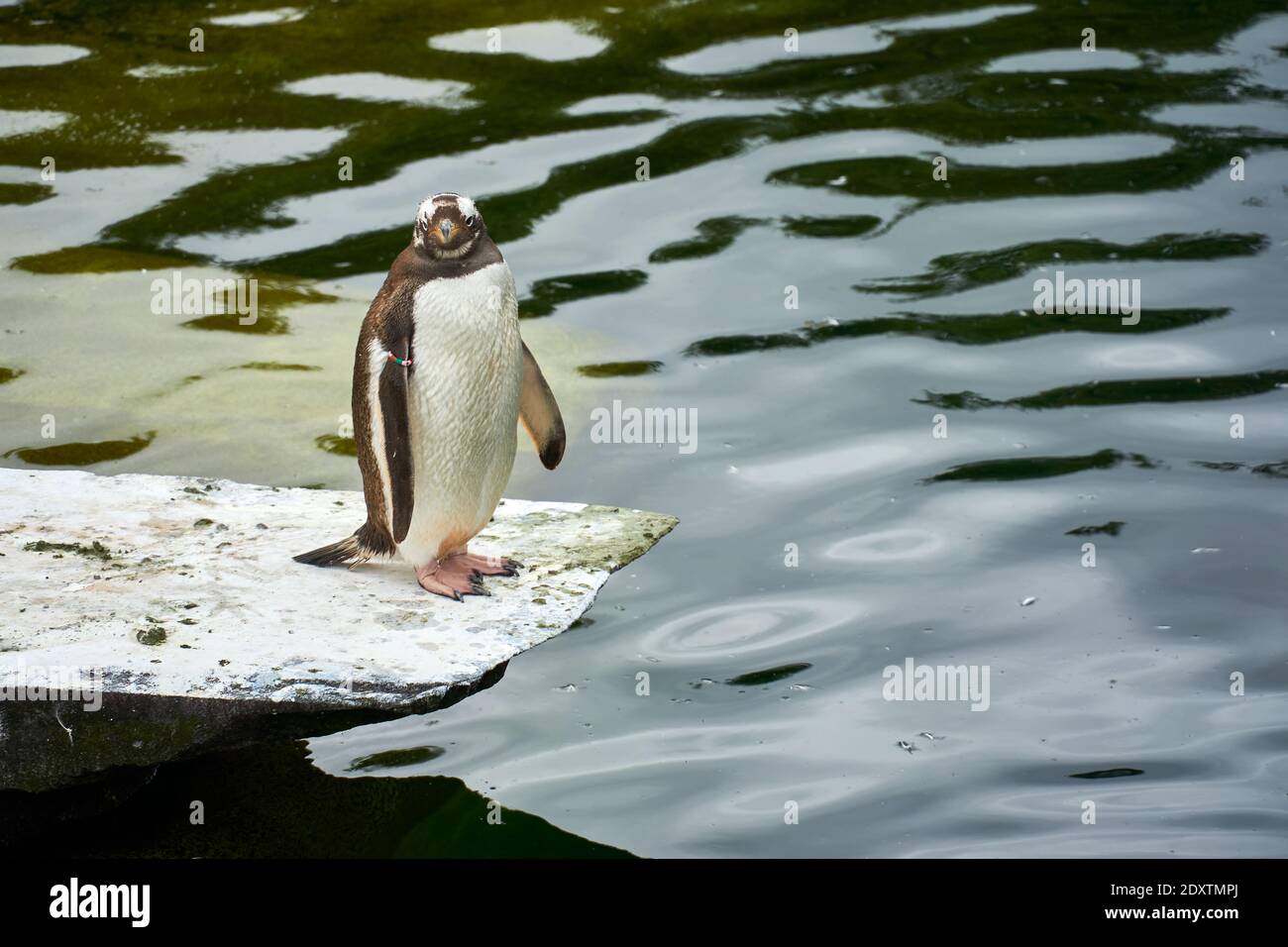 Gentoo Penguins in captivity in RZSS Edinburgh Zoo, Scotland, UK Stock Photo