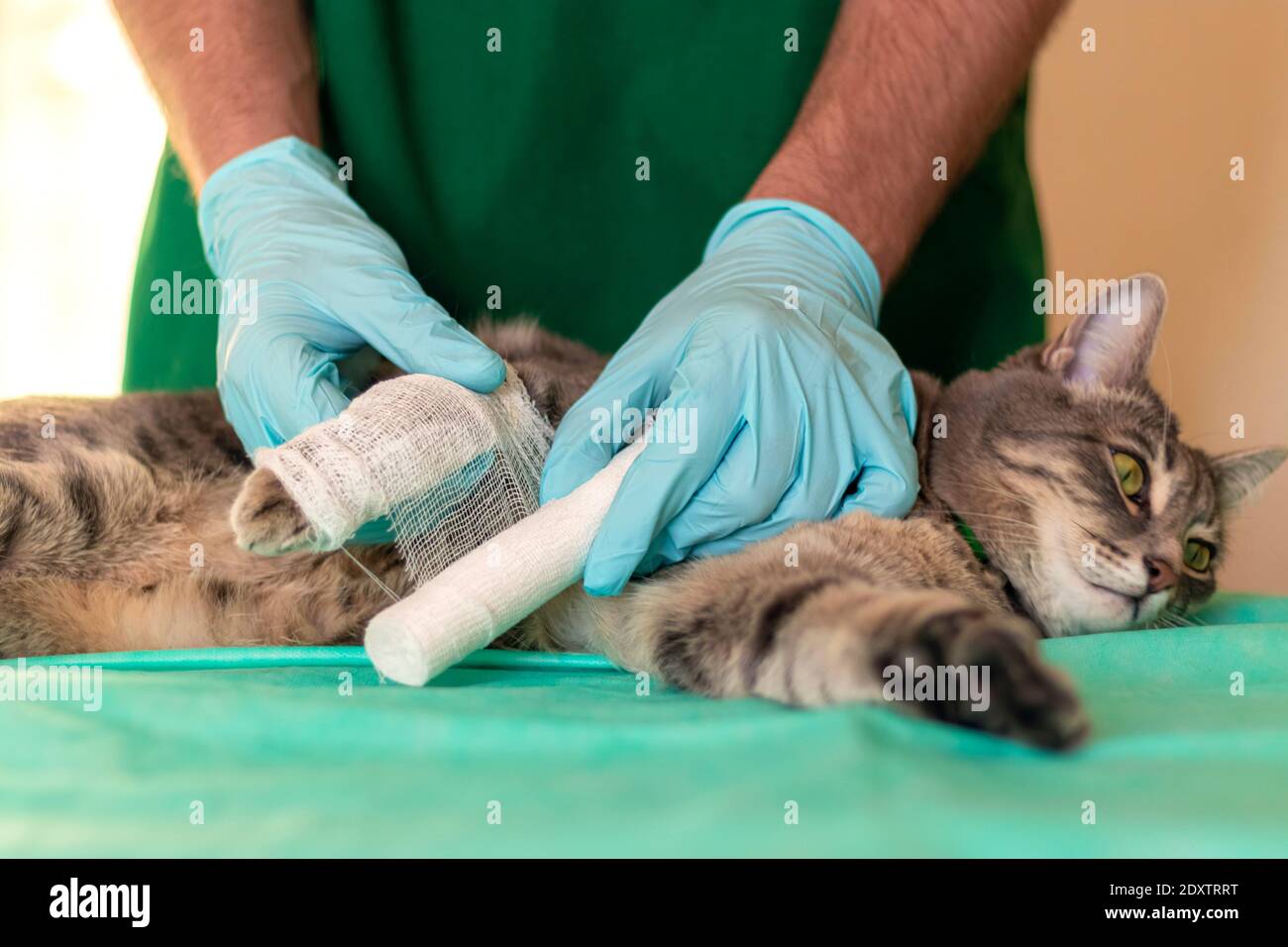 Сколько стоит операция коту