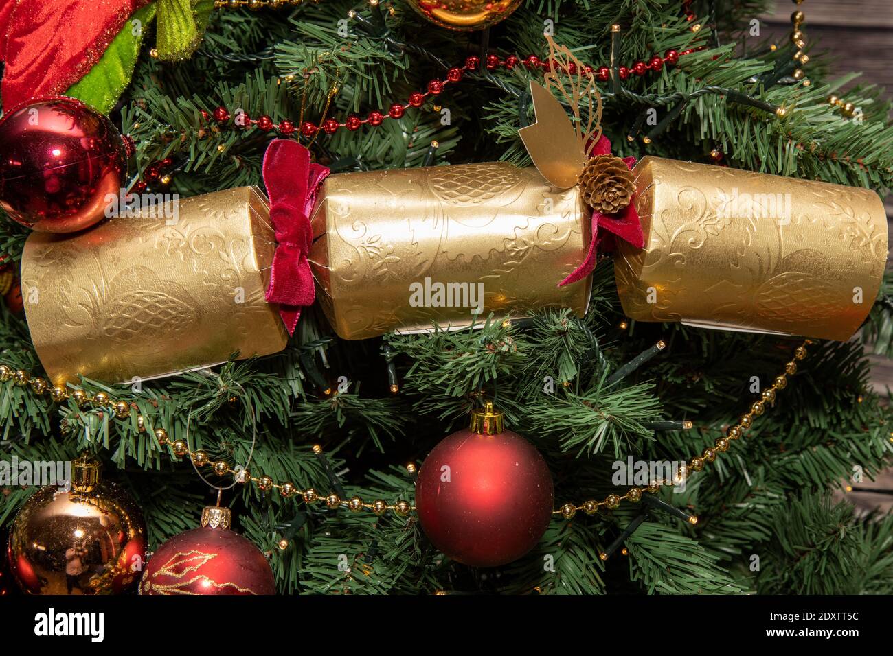 A classic British UK Christmas cracker on a festive tree Stock Photo