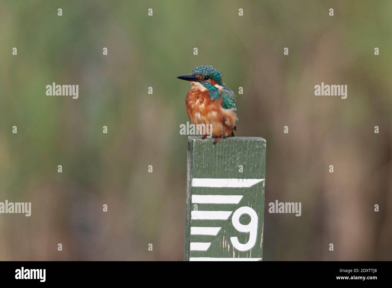 Kingfisher Alcedo athis Stock Photo