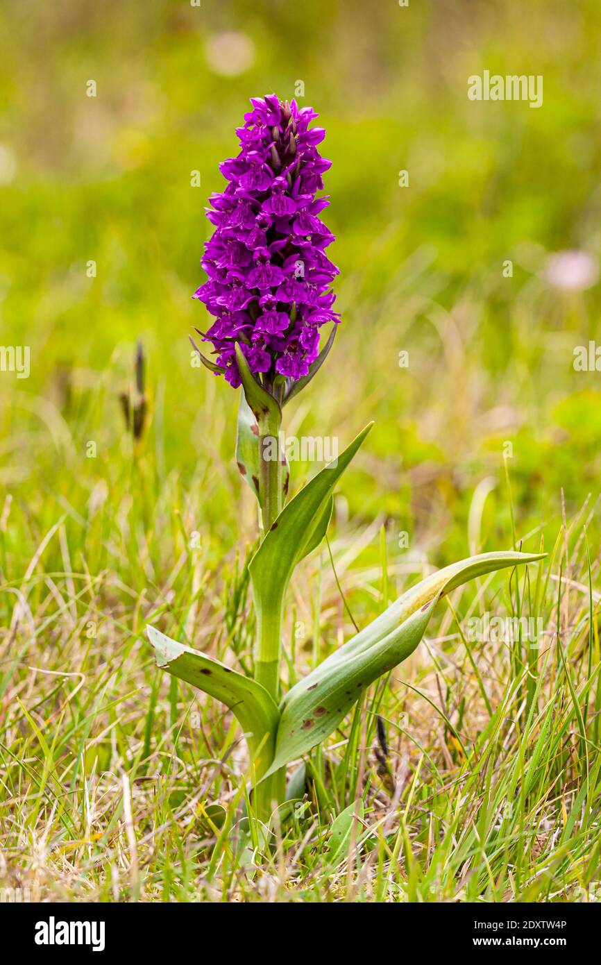 Northern Marsh Orchid Dactylorhiza purpurea Stock Photo