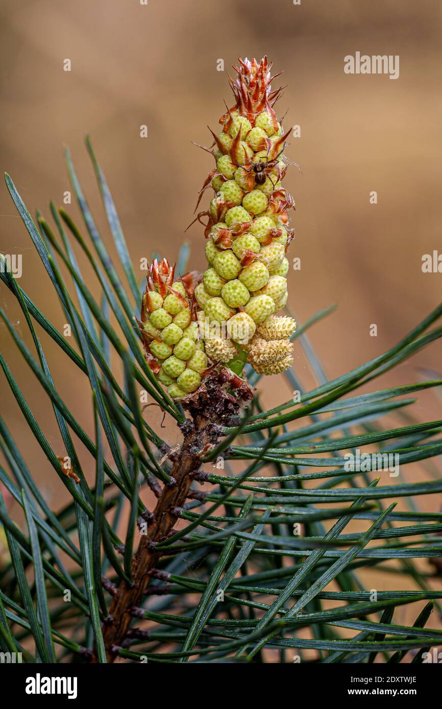 Scots Pine Pinus sylvestris Stock Photo