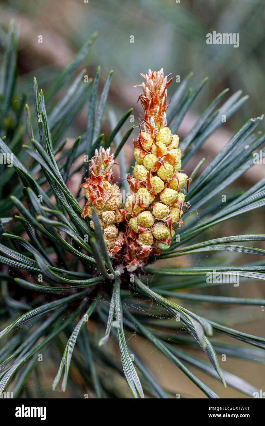 Scots Pine Pinus sylvestris Stock Photo