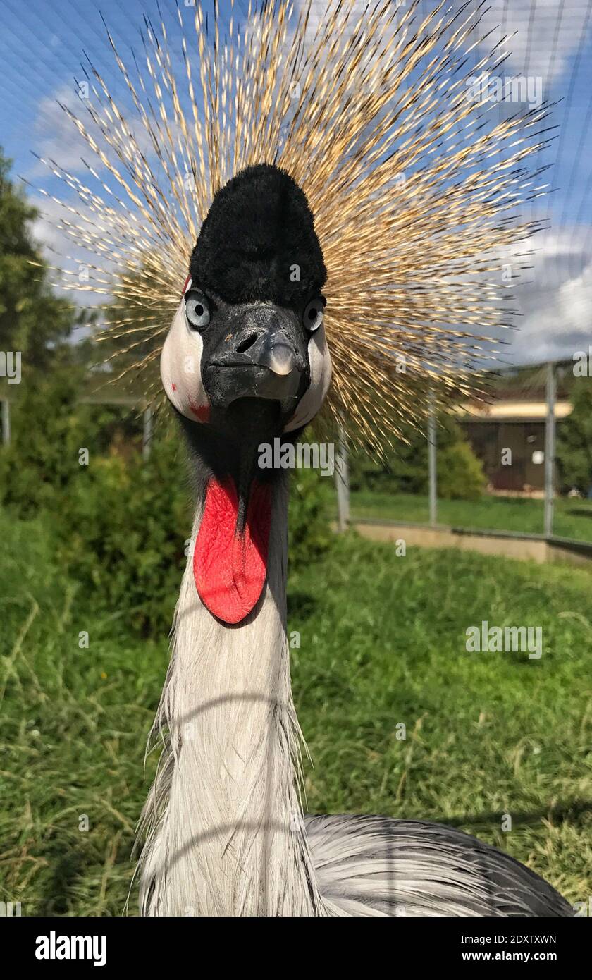 Close-up Of Bird On Grass Stock Photo