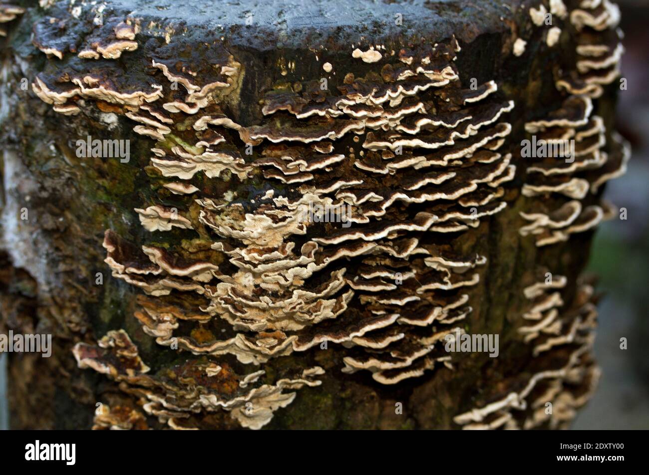 Root Rot is a virulent pathogen primarily of conifer trees that causes much damage in plantations. The brackets get darker as they age Stock Photo