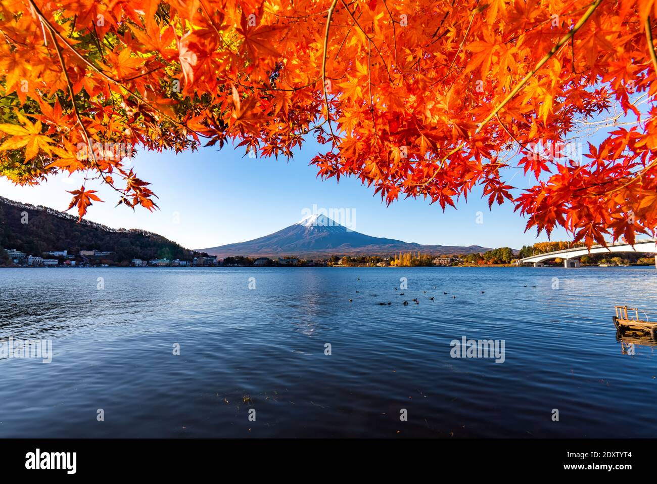 Colorful Autumn in Mount Fuji, Japan - Lake Kawaguchiko is