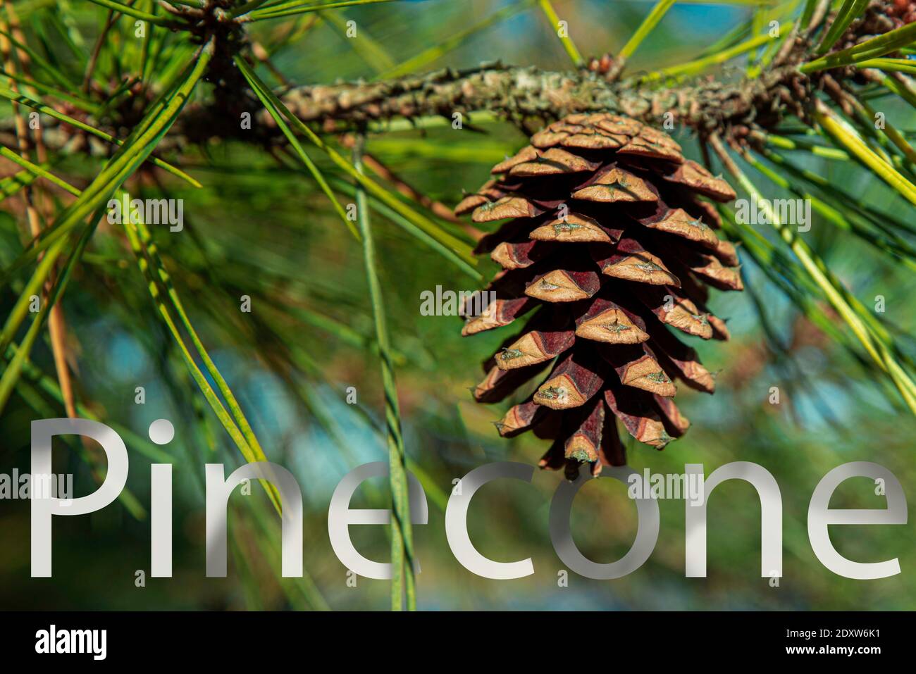 Close up image of opening pine cone and pine tree needles with graphic image of word imposed on the image Stock Photo