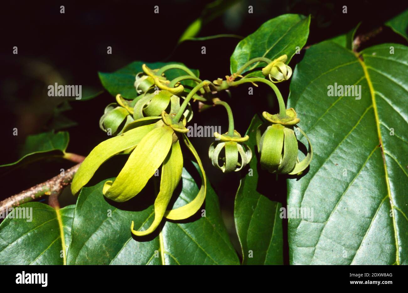 Yellow Flowers of Ylang-Ylang, Cananga odorata or Canaga Trees, aka Fragrant Canaga, Macassar-Oil Plant or Perfume Tree Nosy Be Madagascar Stock Photo