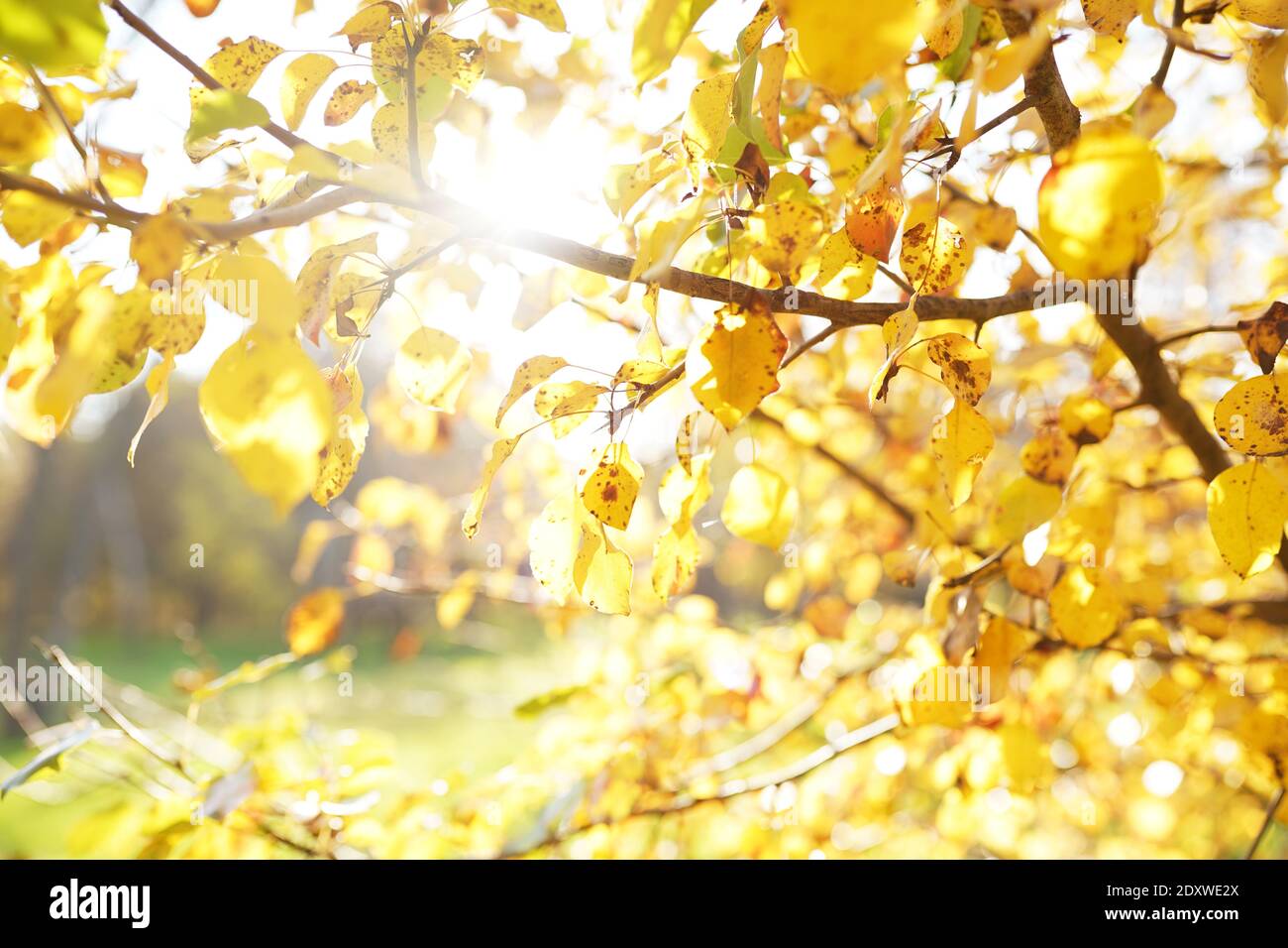 Autumn leaves on the sun and blurred trees . Fall background. Stock Photo
