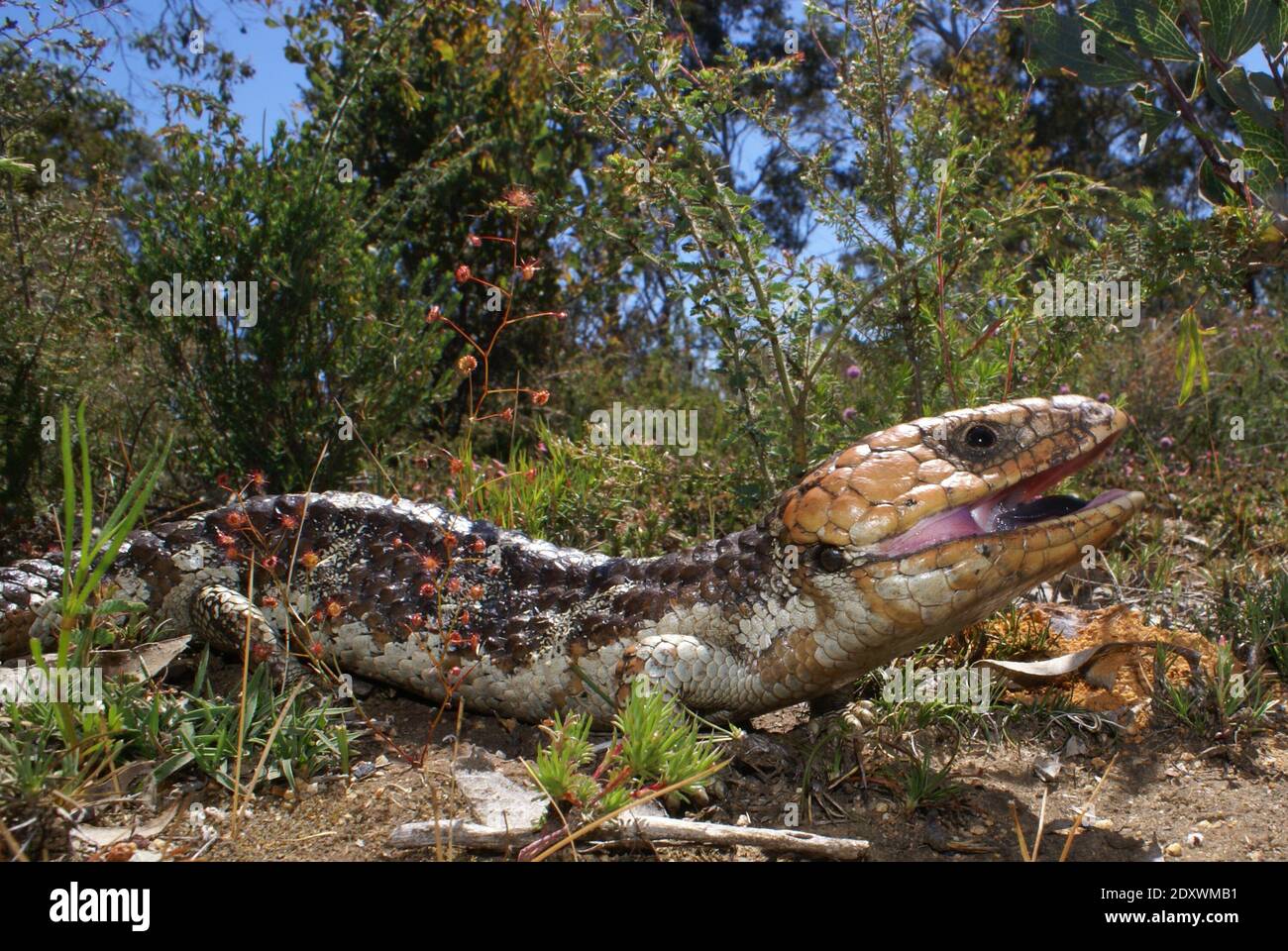 Tiliqua rugosa, the western shingleback or bobtail lizard, in natural