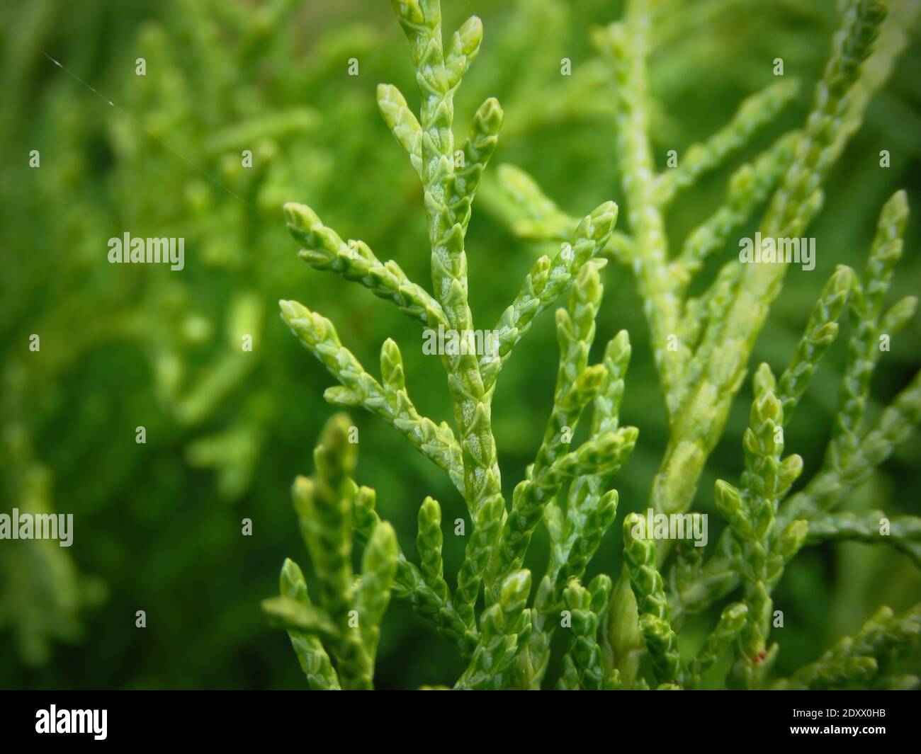 Close-up Of Fresh Green Plant Stock Photo