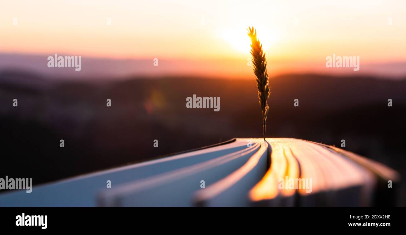 Inspiration and creativity concept. Wheat spike with the warm sun rays of sunset or sunrise with a novel book. Books and reading as a source of imagin Stock Photo