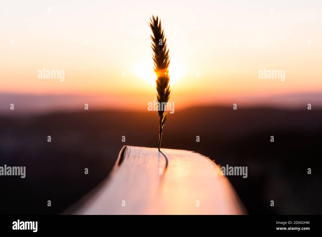 Inspiration and creativity concept. Wheat spike with the warm sun rays of sunset or sunrise with a novel book. Books and reading as a source of imagin Stock Photo