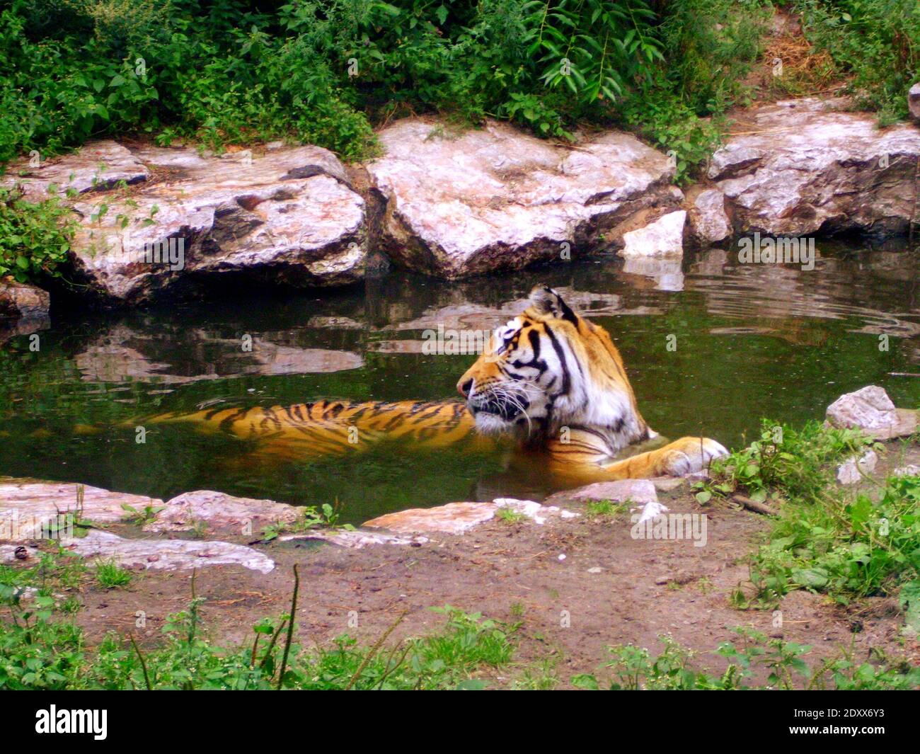 Animals at a zoo in Poznan Poland Stock Photo - Alamy