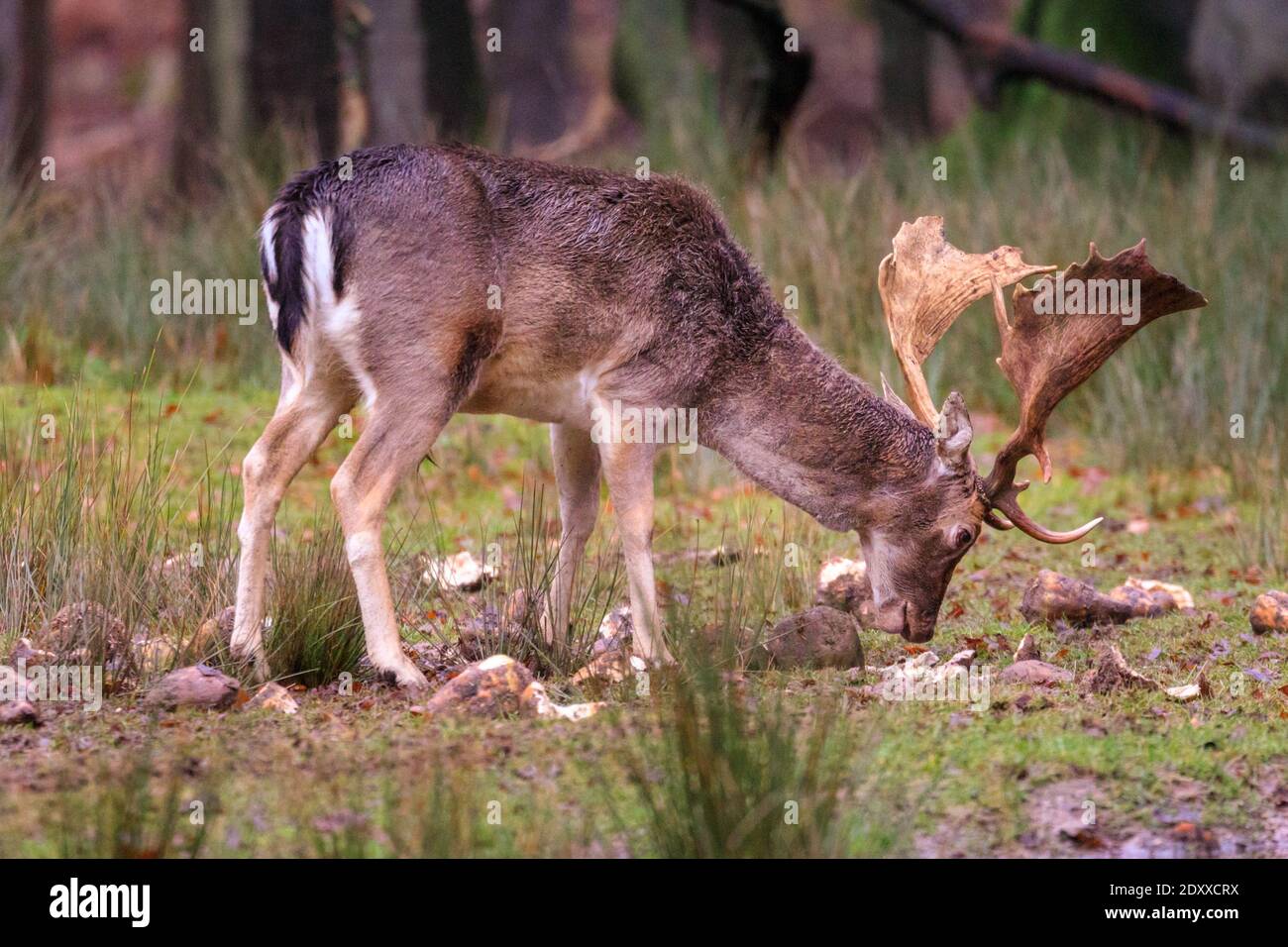 Duelmen, NRW, Germany. 24th Dec, 2020. Christmas dinner - forest rangers have provided some beets and roots to supplement the winter diet as foraging on the forest floor becomes harder. Fallow deer bucks (dama dama) in woodland bring some festive spirit to the Muensterland countryside on a dry but cold Christmas eve. Credit: Imageplotter/Alamy Live News Stock Photo