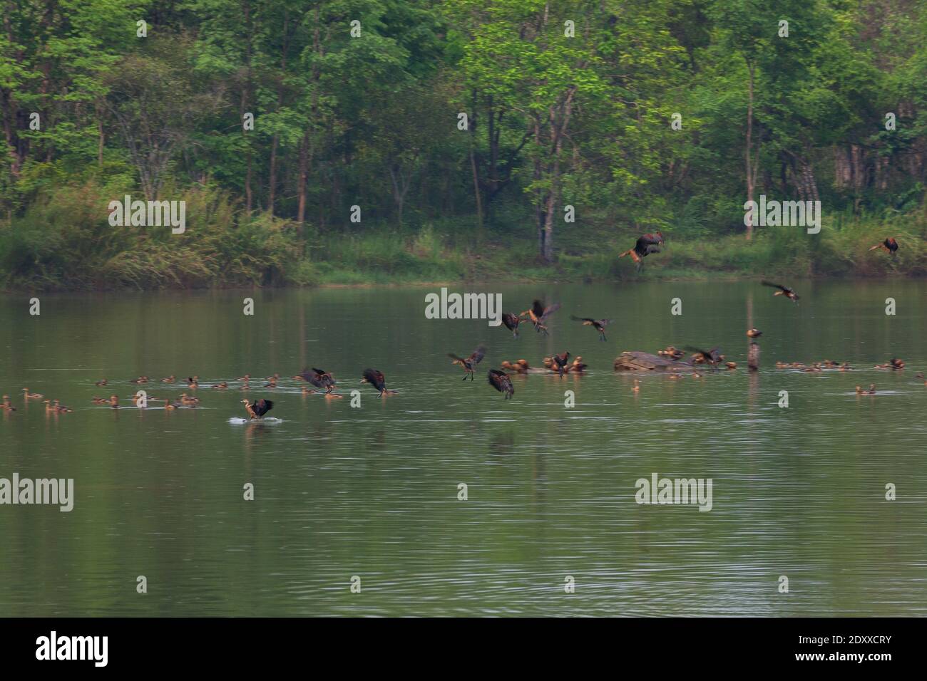 beautiful group of Lesser Whistling Duck flying and activity in raining on lake life and environment of rainforest nature background Stock Photo