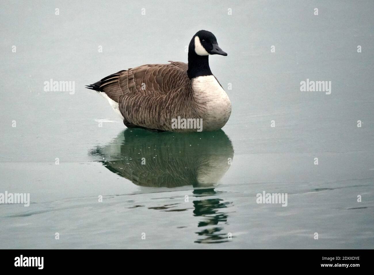 Snowy geese hi-res stock photography and images - Alamy