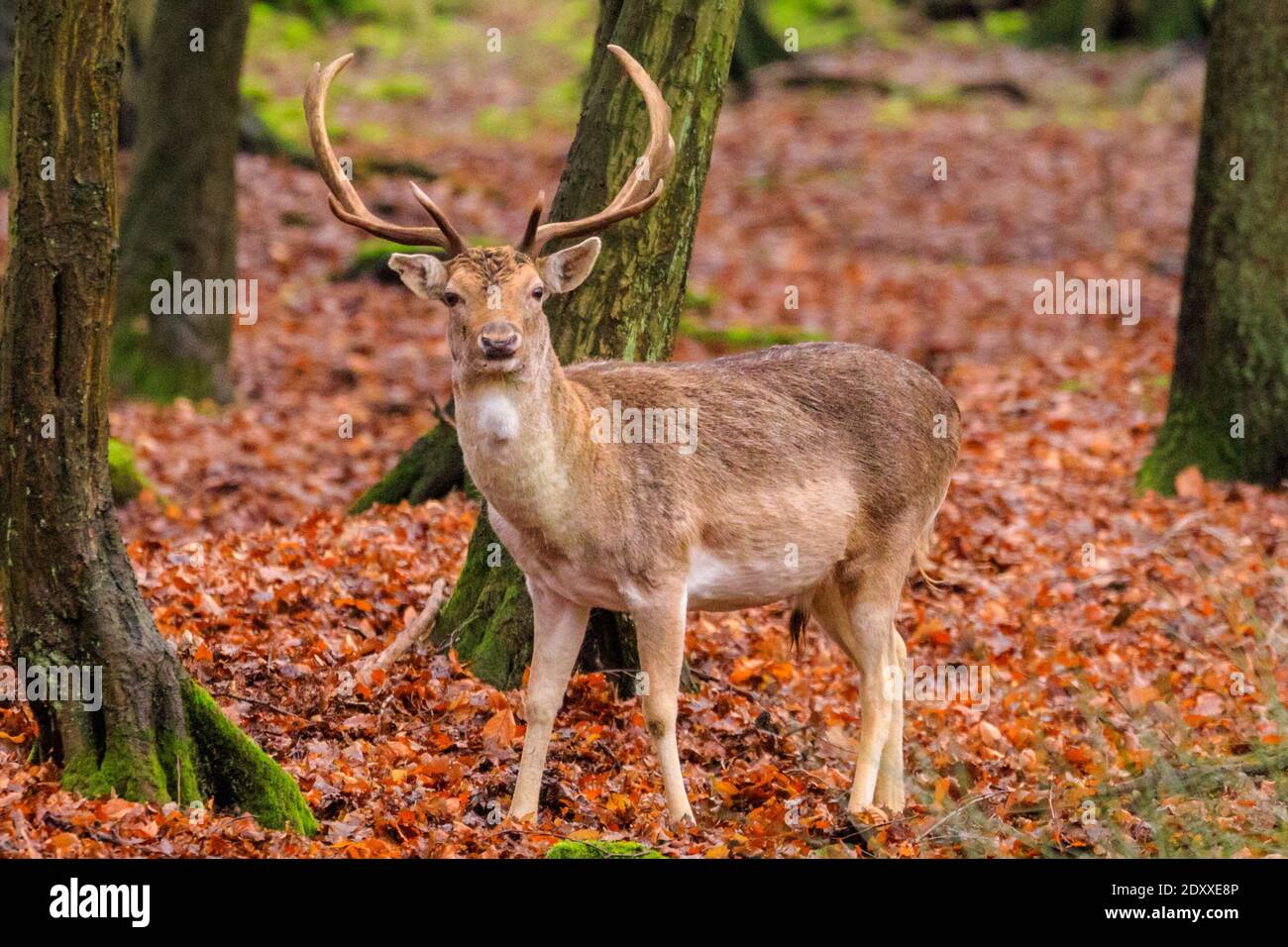 Duelmen, NRW, Germany. 24th Dec, 2020. Fallow deer bucks (dama dama) in woodland bring some festive spirit to the Muensterland countryside on a dry but cold Christmas eve. Credit: Imageplotter/Alamy Live News Stock Photo