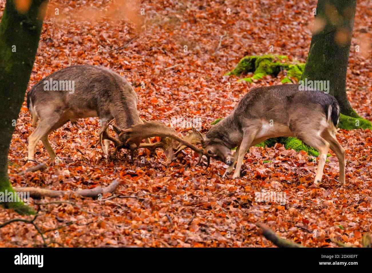 Duelmen, NRW, Germany. 24th Dec, 2020. Christmas fight - two young bucks test out their strength by locking antlers. Fallow deer bucks (dama dama) in woodland bring some festive spirit to the Muensterland countryside on a dry but cold Christmas eve. Credit: Imageplotter/Alamy Live News Stock Photo