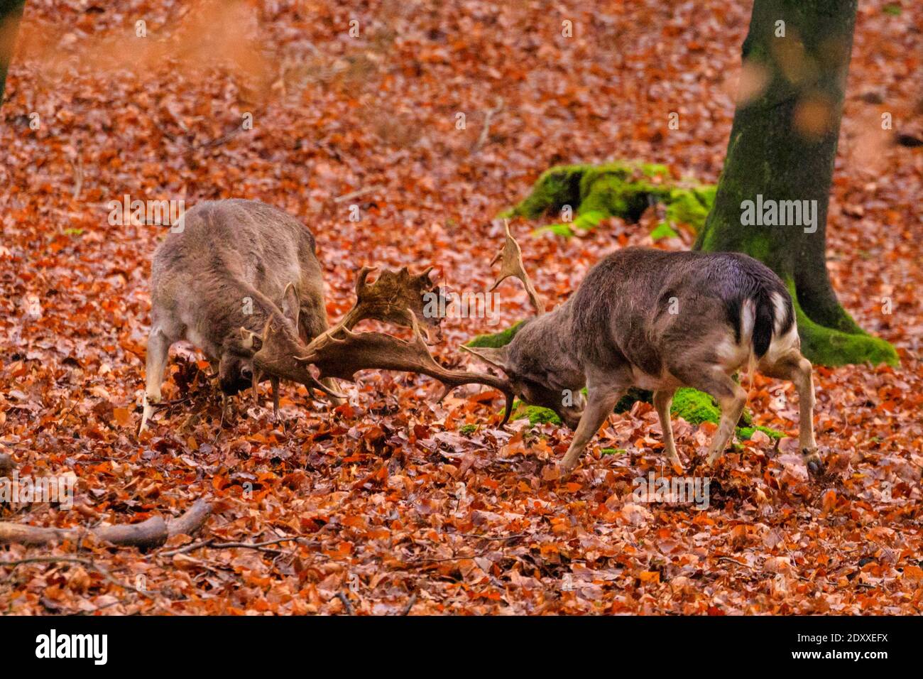Duelmen, NRW, Germany. 24th Dec, 2020. Christmas fight - two young bucks test out their strength by locking antlers. Fallow deer bucks (dama dama) in woodland bring some festive spirit to the Muensterland countryside on a dry but cold Christmas eve. Credit: Imageplotter/Alamy Live News Stock Photo