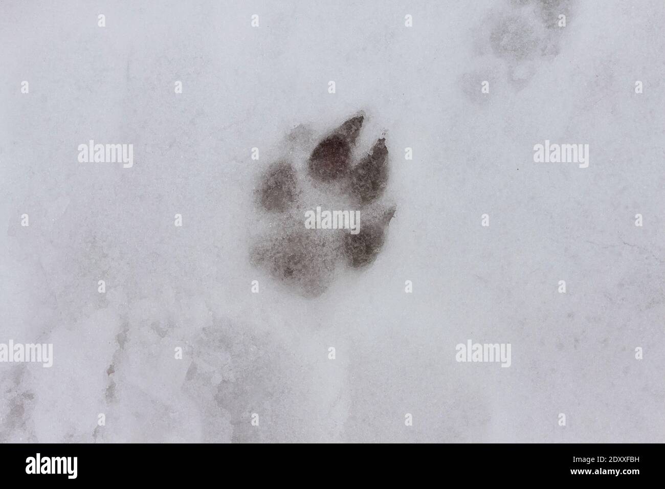 a single dog paw print in the snow during winter, portrait Stock Photo