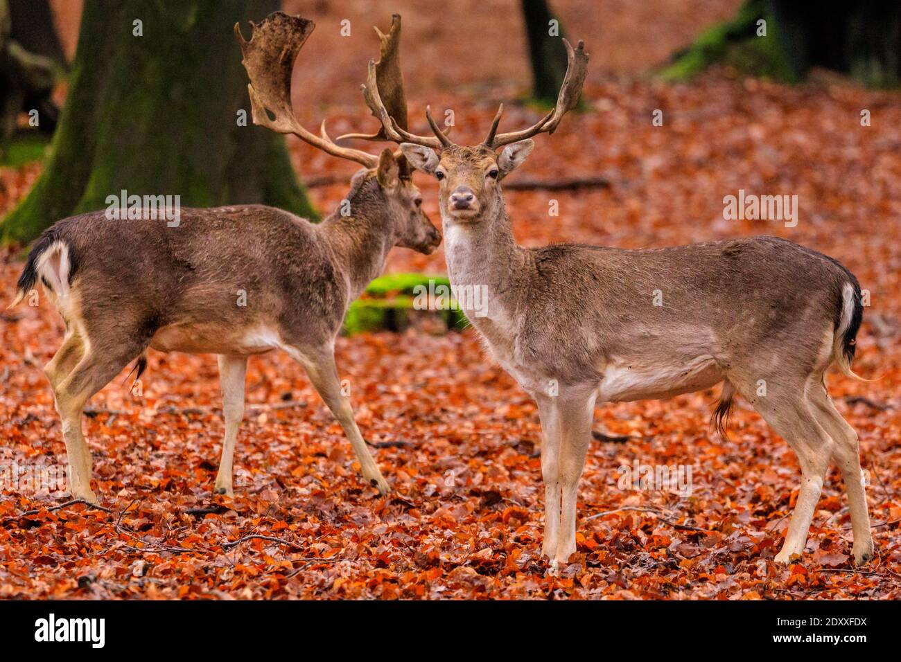 Duelmen, NRW, Germany. 24th Dec, 2020. Fallow deer bucks (dama dama) in woodland bring some festive spirit to the Muensterland countryside on a dry but cold Christmas eve. Credit: Imageplotter/Alamy Live News Stock Photo