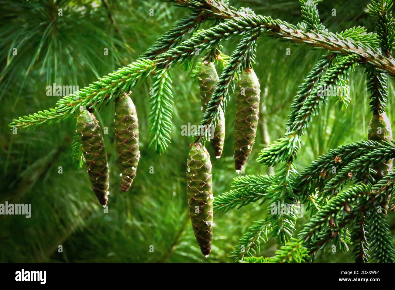 Close-up Of Pine Tree Stock Photo