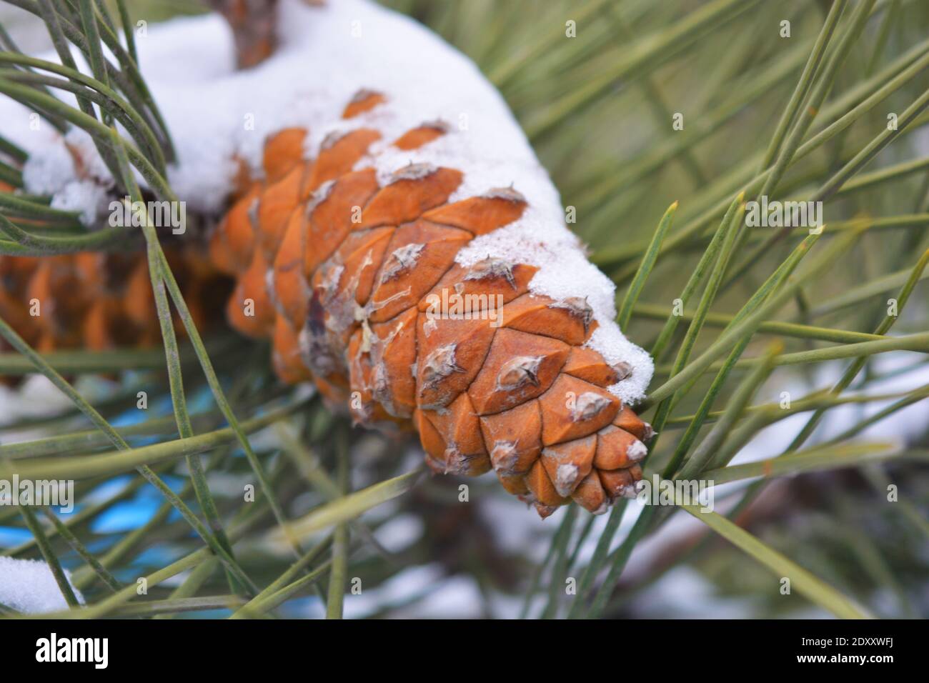 Set Of Various Pine And Firtree Evergreen Branches And Cones On