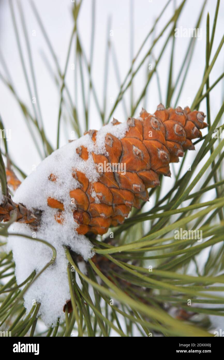 Brown fir-tree cones grow on branches of noble pine covered with white snow in December. Stock Photo