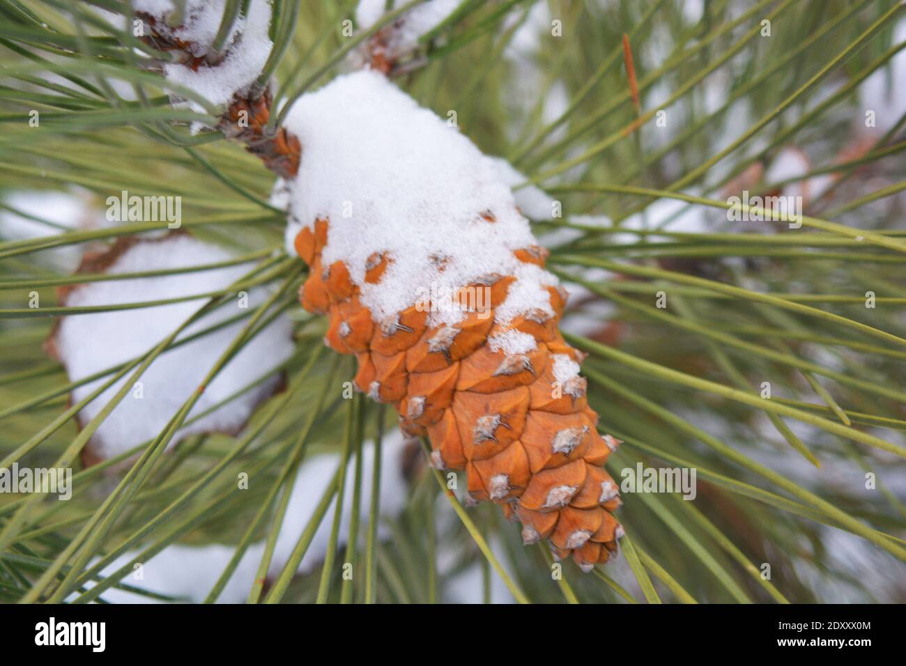 Brown fir-tree cones grow on branches of noble pine covered with white snow in December. Stock Photo