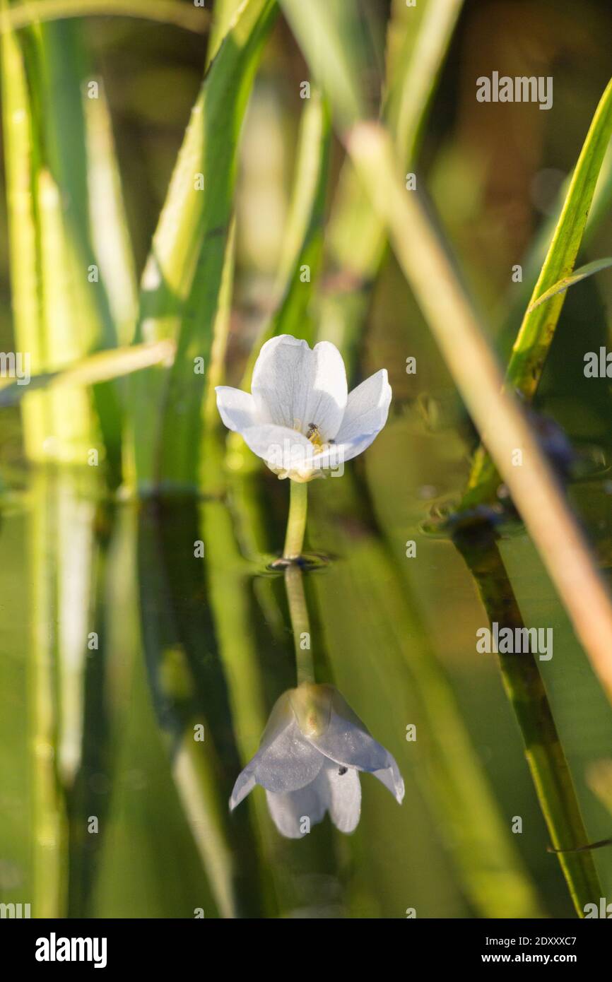 Fresh-water soldier (Stratiotes aloides) dioecious hydrophytic plant floats on the surface due to accumulated carbon dioxide, male macrophyte flowers Stock Photo