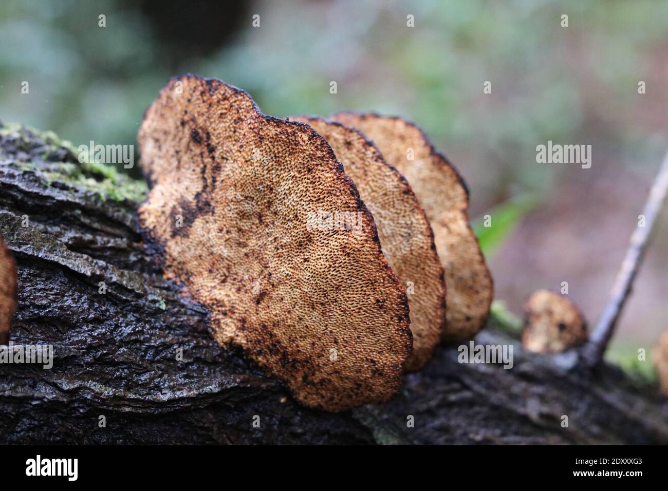 Row of inonotus tree fungus on damp tree trunk with copy space Stock Photo